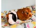Adopt Steve and Red a Guinea Pig