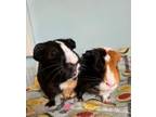 Adopt Tigger and Pooh a Guinea Pig