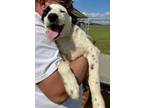 Adopt Jack a Great Pyrenees, Australian Cattle Dog / Blue Heeler