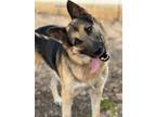 Adopt AK a German Shepherd Dog