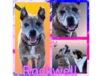 Adopt ROCKWELL a American Staffordshire Terrier