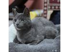 Adopt Minnow a Domestic Short Hair, Russian Blue