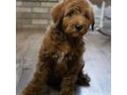 Goldendoodle Puppy for sale in Squaw Valley, CA, USA