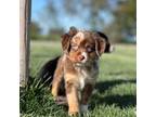 Miniature Australian Shepherd Puppy for sale in Lincoln, CA, USA