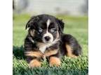 Miniature Australian Shepherd Puppy for sale in Lincoln, CA, USA