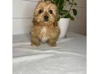 Cavapoo Puppy for sale in Goshen, IN, USA