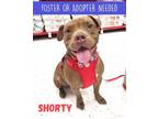 Adopt Shorty a American Bully