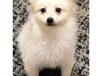Pomeranian Puppy for sale in Conway, SC, USA