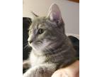 Adopt Ferdinand - Great with kids! a Domestic Short Hair