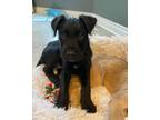 Adopt Havok a Labradoodle, Black Mouth Cur