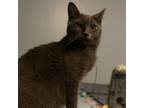 Adopt Quinn a Russian Blue, Domestic Short Hair