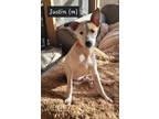 Adopt Justin a Terrier, Mixed Breed