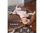 Adopt Lance a Terrier, Mixed Breed
