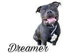 Adopt Dreamer a American Staffordshire Terrier