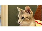 Adopt Cade- TX a Tabby, Domestic Short Hair