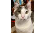 Adopt Gabe TX a Domestic Short Hair, Tabby