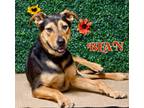 Adopt Bean a German Shepherd Dog, Mixed Breed