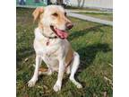 Adopt Zinnia a Labrador Retriever