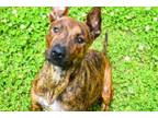 Adopt Serenity a Terrier