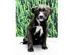 Adopt Joan a Black Labrador Retriever