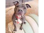 Adopt SUZETTE* a Pit Bull Terrier, Mixed Breed