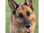 Adopt Bryssa a German Shepherd Dog