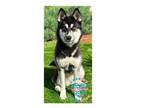 Adopt COH Phoenix a Alaskan Malamute, Siberian Husky