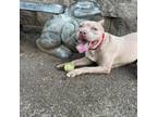 Adopt Nala a Pit Bull Terrier, Mixed Breed