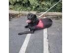 Adopt Nova a Black Labrador Retriever