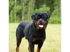 Rottweiler Puppy for sale in Liberty, MS, USA