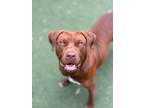 Adopt MAXINE a Pit Bull Terrier, Mixed Breed