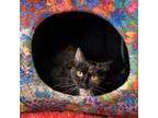 Adopt Shellie a Domestic Short Hair