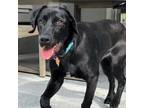 Adopt Erin a Labrador Retriever