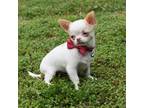 Chihuahua Puppy for sale in Gloucester, VA, USA