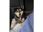 Adopt Betty a Shiba Inu, German Shepherd Dog