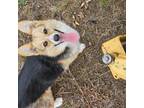 Pembroke Welsh Corgi Puppy for sale in Bristow, OK, USA