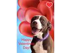 Adopt Roxy Hannah a Boston Terrier, Chocolate Labrador Retriever