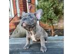 French Bulldog Puppy for sale in Parsippany, NJ, USA