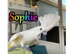 Adopt Sophie a Cockatoo