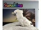 Adopt Sunshine a Cockatoo