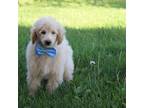 Poodle (Toy) Puppy for sale in Trenton, MO, USA