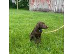 Labrador Retriever Puppy for sale in Glencoe, MN, USA