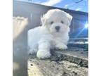 Bichon Boy