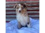 Australian Shepherd Puppy for sale in Moscow, OH, USA