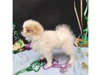 Japanese Chin Puppy for sale in Pierce City, MO, USA