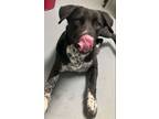 Adopt Sheba a Labrador Retriever, German Shorthaired Pointer