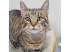 Adopt Tabitha a Domestic Short Hair