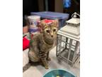 Adopt Susannah a Domestic Short Hair