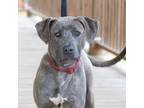 Adopt Kora a Pit Bull Terrier