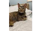 Adopt Dyna a Tabby